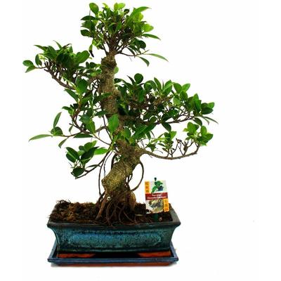 Bonsai Chinesischer Feigenbaum - Ficus retusa - ca. 12-15 Jahre