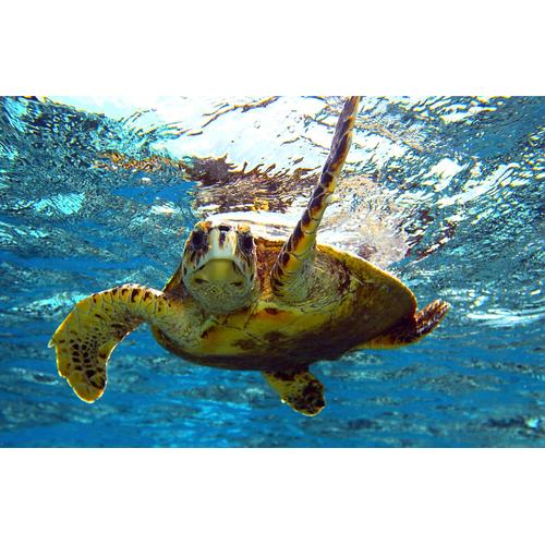 Papermoon Fototapete Schildkröte im Wasser, Vliestapete, hochwertiger Digitaldruck, inklusive Kleister bunt Fototapeten Tapeten Bauen Renovieren