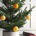 Mercury Row® Holiday Décor Ball Ornament Plastic in Yellow | 2.4 H x 2.4 W x 2.4 D in | Wayfair 14EF5D70184A4ED9B06EE1BBF7B230A9