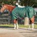 Kensington Signature Collection 1200D Turnout Blanket - 84 - Heavy (300g) - Hunter - Smartpak