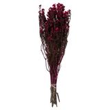 Primrue Phylica Bundles, Preserved 12-22" Phylica Bundle, Preserved in Pink | 22 H x 12 W x 12 D in | Wayfair D341A118592146A399462C3F4F445543