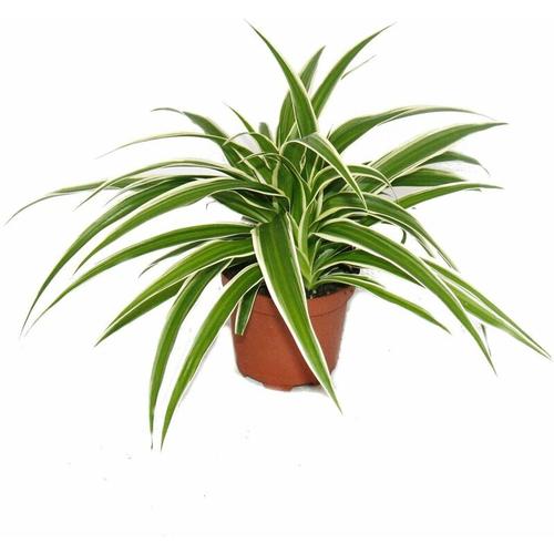 Chlorophytum – Grünlilie – Brautschleppe – 9cm Topf – Zimmerpflanze