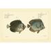 Rosecliff Heights Bloch Antique Fish V Canvas | 8 H x 12 W x 1.25 D in | Wayfair A8EE7BEB4EFE46B9938DA0FDE784CB3E