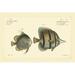 Rosecliff Heights Bloch Antique Fish III Canvas | 8 H x 12 W x 1.25 D in | Wayfair FF219833047847A0A3D48AA2FCED06DA