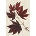 Gracie Oaks Japanese Maple Leaves III Canvas | 12 H x 8 W x 1.25 D in | Wayfair 2B2E21C16E4C44A2AB6CBCE026C1331C