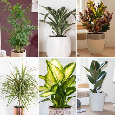 Collection Of 6 Houseplants