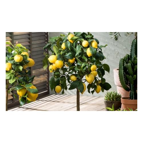 Zitronenbaum: 2