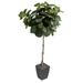 Primrue Fiddle Leaf Fig Tree In Square Metal Planter Polyester/Metal | 72 H x 26 W x 26 D in | Wayfair B8CCD967EF554A80AE04B3BC848CD55C