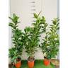 Vivaio Garden Forest - 50 piante di lauro ceraso laurocesasus lauroceraso novita h 120/130CM siepi