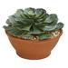 Giant Echeveria Succulent Artificial Plant in Terra Cotta Planter