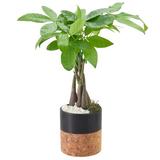 Arcadia Garden Products Money Tree Live Indoor Plant In Cork Pot Ceramic Planter in Black | 4.5 H x 4.5 D in | Wayfair LV42