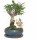 Exotenherz - Bonsai Chinesischer Feigenbaum - Ficus retusa - ca. 6 Jahre - Kugelform