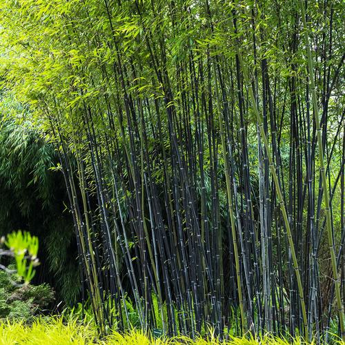 Schwarzer Bambus im 10-Liter-Topf