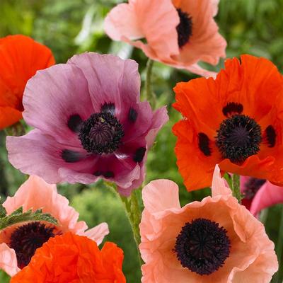 Oriental Poppy Collection X 5 Bare Roots