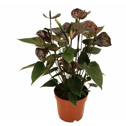 Exotenherz - Anthurium andreanum Black Karma - mit schwarzer Blüte im 12cm Topf