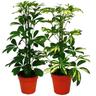 Strahlenaralie Duo - Schefflera - weiss-grünlaubig - 12cm Topf - 2 Pflanzen