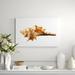 DecorumBY Sea Shell Horn - Photograph Plastic/Acrylic in White | 24 H x 36 W x 2.5 D in | Wayfair Nautical Art Sea Shell Horn AC 24x36"