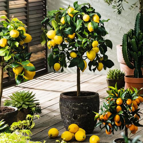 Zitronenbaum (Größe: 17 Cm-Topf)