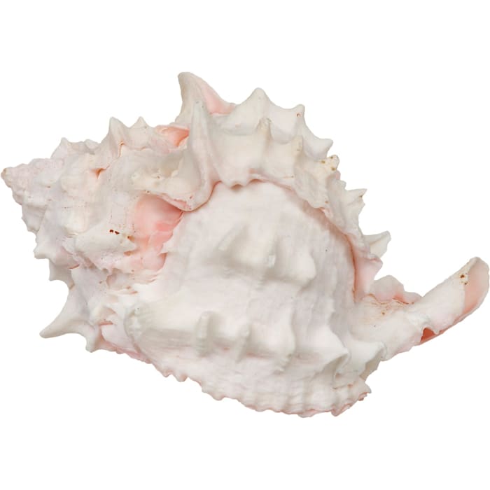 Zoo Med X-Large Hermit Crab "Growth" Shell