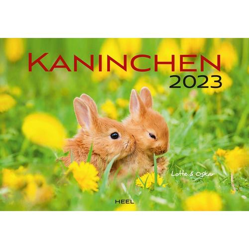 Kaninchen 2023