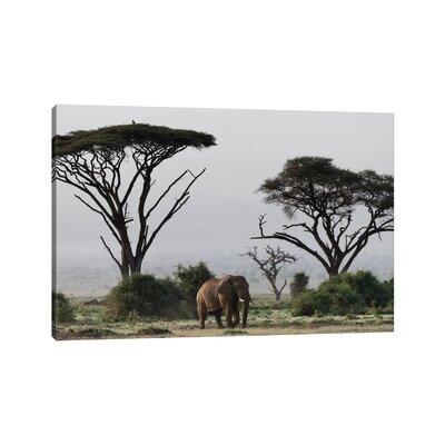 East Urban Home Africa, Kenya, Amboseli National Park. Elephant & Umbrella Thorn Acacia Trees by Jaynes Gallery - Wrapped Canvas Photograph Canvas | Wayfair