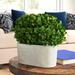 Three Posts™ Swader Boxwood Bush In Oval Pot Ceramic | 9 H x 7.5 W x 4 D in | Wayfair D523049651684101AD755FD094386FF2