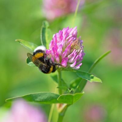 Rotklee Trifolium pratense 1 kg Kleesamen Leguminose Futterbau Gründünger Image
