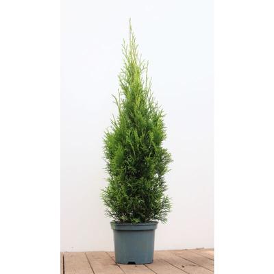 Pflanzen-für-dich.de - Thuja occidentalis 'Smaragd' 3L 80- 100 Image