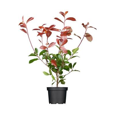 Pflanzen-für-dich.de - Glanzmispel 'Red Robin' Photinia fraseri 'Red Robin' c 60- 80 Image
