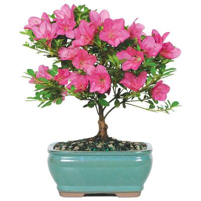 Pink Mother's Day Azalea Bonsai