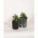 Upshining Live Plant Umbrella Plant w/ Ceramic Planter Pots 5" Marble/6" White in Black | 9 H x 5 D in | Wayfair 4U-CDbCSbm