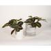 Upshining Live Plant Prayer Plant Maranta w/ Ceramic Planter Pots 5" Gray/6" White in Gray/White | 7 H x 5 D in | Wayfair 2PR-CDwCSg