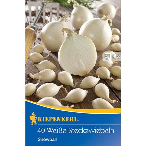 Weiße Steckzwiebel Snowball (250 g) | Steckzwiebeln von Kiepenkerl
