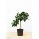 Orange Citrus Tree 55-65cm 5L