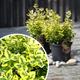 Hardy Emerald n Gold Euonymus Spindle Tree Evergreen Shrub Outdoor Garden Plant