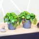 1/2/3 Pilea Peperomoides Coin Plant Indoor Morden Looking House Plant in 17cm Pot