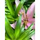 Pink Tiger Lily Bulbs To Plant Yourself (Free UK Postage)