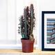 Large Cactus Euphorbia Trigona Rubra African Milk Tree in 17cm grower pot