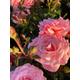 Pale Pink 'Queen Elizabeth' Floribunda Rose Bush (Bare-Root) Free UK Postage