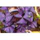 8 x Oxalis Triangularis purpurea bulbs. .Purple Butterfly Plant Easy Houseplant Garden Plant Purple Foliage - Very Easy to Grow, Shamrock