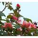 Rose Plants - Climbers - 'Albertine' - 1 x Full Plant in 5L Pot - Garden Ready + Ready to Plant - Premium Quality Plants