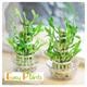 1 or 2 Lucky Bamboo Ribbon Plant 3 Tiers Tower evergreen indoor bonsai in Glass pot for feng shui