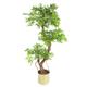 140cm Realistic Artificial Japanese Fruticosa Tree Ficus Tree Gold Metal Brushed Brass Planter