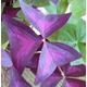 100 x oxalis triangularis purpurea bulbs.Purple Butterfly Plant Easy Houseplant Garden Plant Purple Foliage - Very Easy to Grow, Shamrock