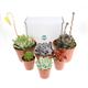 6 x Mixed Size Succulent Plant Selection | Succulent Plants for Terrariums | Indoor Succulent Plants | Plants in Gift Box