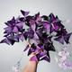 8 x oxalis triangularis purpurea bulbs. .Purple Butterfly Plant Easy Houseplant Garden Plant Purple Foliage - Very Easy to Grow, Shamrock