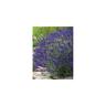 Fabre Graines - lavande munstead plante vivace - 3 godets - Plantes