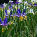 Darling Dutch Iris Mix Flowers - 45 or 90 Bulbs - Attracts Butterflies, Bees & Hummingbirds