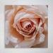 Rosdorf Park Beige Rose Flower - 1 Piece Rectangle Graphic Art Print On Wrapped Canvas in Pink | 16 H x 16 W x 2 D in | Wayfair