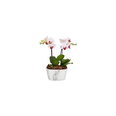 Send Flowers - Double Spike Pink Orchid Plant